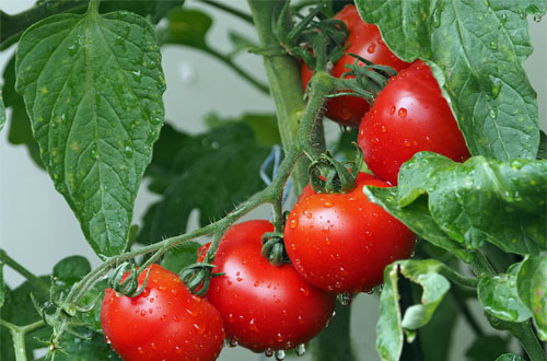 玉溪化念番茄種植地