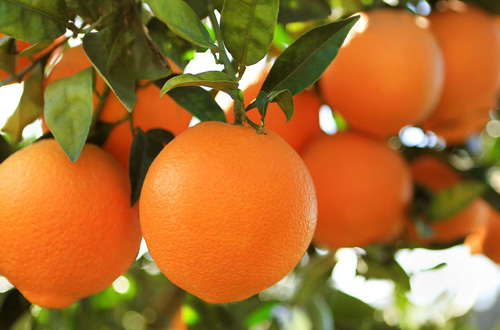 橙橘種植地
